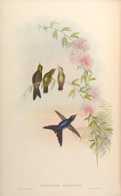 Ramphomicron microrhynchum by John Gould